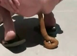 Asphalt looking like the best place for shitting